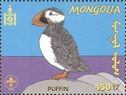 Atlantic Puffin (Fratercula arctica)