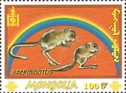 Kozlov's Pygmy Jerboa (Salpingotus kozlovi)