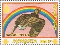 White-tailed Eagle (Haliaeetus albicilla)