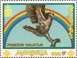 Osprey (Pandion haliaetus)
