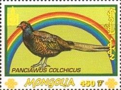 Common Pheasant (Panciawus colchicus)