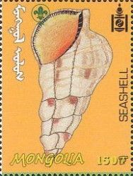 Sea Shell
