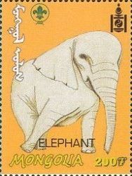 African Elephant (Loxodonta africana)