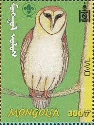 Owl