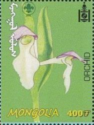 Orchid