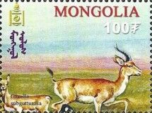 Persian Gazelle (Gazella subgutturosa)