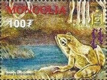 Chinese Brown Frog (Rana chensinensis)