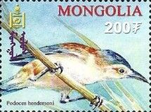 Mongolian Ground-jay (Podoces hendersoni)