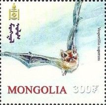 Asian Particolored Bat (Vespertilio superans)