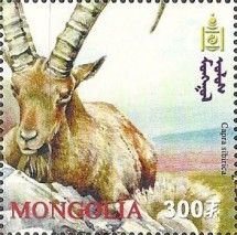 Mongolian Ibex (Capra sibirica hagenbecki)