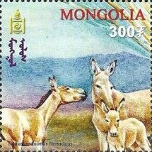 Mongolian Khulan (Equus hemionus hemionus)