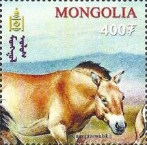 Przewalski’s Horse (Equus przewalskii)
