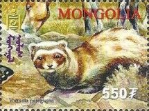 Marbled Polecat (Vormela peregusna)