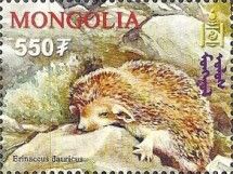 Daurian Hedgehog (Mesechinus dauuricus)