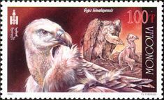 Himalayan Vulture (Gyps himalayensis)