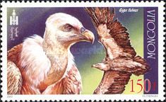 Griffon Vulture (Gyps fulvus)