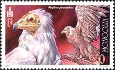 Egyptian Vulture (Neophron percnopterus)