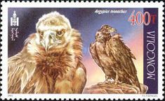 Cinereous Vulture (Aegypius monachus)