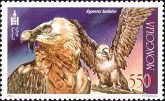Bearded Vulture (Gypaetus barbatus)