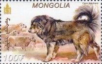 Tibetan Mastiff (Canis lupus familiaris)