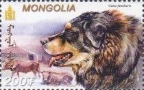 Tibetan Mastiff (Canis lupus familiaris)