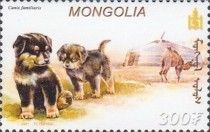 Tibetan Mastiff (Canis lupus familiaris)