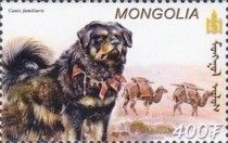 Tibetan Mastiff (Canis lupus familiaris)