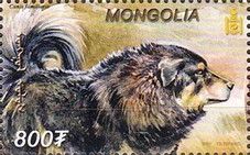 Tibetan Mastiff (Canis lupus familiaris)