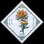 Saussurea