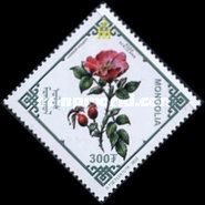 Rosa acicularis