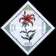 Lilium