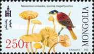 Common Nightingale (Luscinia megarhynchos), Fairy Ring Mushr