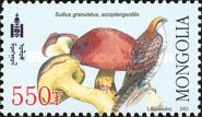 Northern Goshawk (Accipiter gentili), Weeping Bolete (Suillu
