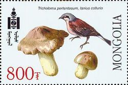 Long-tailed Tit (Aegithalos caudatus), Wooly Milkcap (Lactar