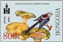 Red-backed Shrike (Lanius collurio), Coalman Mushroom (Trich