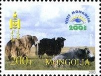 Domestic Yak (Bos grunniens)