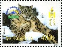 Snow Leopard (Panthera uncia)