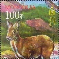 Siberian Musk Deer (Moschus moschiferus)
