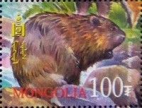 Eurasian Beaver (Castor fiber birulai)