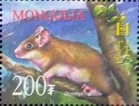 Eurasian Forest Dormouse (Dryomys nitedula)