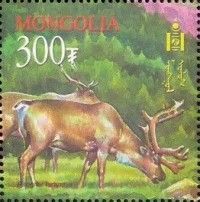 Reindeer (Rangifer tarandus)