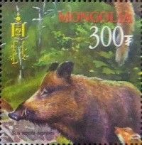 Central Asiatic Wild Boar (Sus scrofa nigripes)