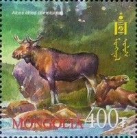 Ussuri Moose (Alces alces cameloides)