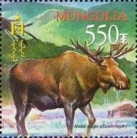 Yakutian Moose (Alces alces pfizenmayeri)