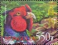Common Pheasant (Phasianus colchicus)