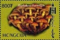 Hypholoma fasciculare