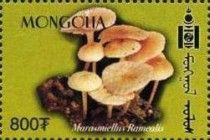Marasmiellus ramealis