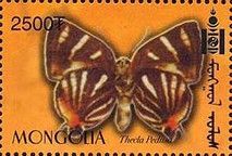 Butterfly (Thecla pedusa)