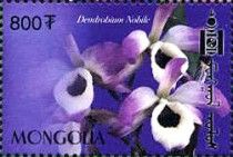Dendrobium nobile