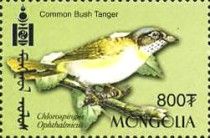 Common Bush-Tanager (Chlorospingus ophthalmicus)